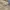 Dickies Streetwear Formal pants Pria khaki photo 1