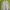 Carhartt Streetwear Hoody Pria White Gray