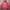 Casual Jumper Pria pink photo 2