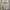 Russell Athletic Vintage Casual Hoody Pria white photo 1