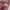 Adidas Vintage Track jacket Pria red photo 4