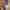Versace Luxury Pria gold purple photo 2