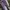 Streetwear Wanita purple photo 4