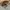 Streetwear Trench coat Pria cream photo 3