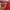 Streetwear Gorpcore Jersey Pria red photo 2