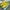 Puma Casual Sneakers Pria Yellow