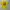 Adidas Casual T-shirt Pria yellow photo 2