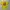 Adidas Casual T-shirt Pria Yellow