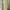 Avant Garde Minimalist Skirt Wanita yellow photo 2