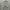 Casual Formal shirt Pria gray photo 2