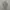 Casual Formal shirt Pria gray photo 1