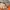 Minimalist Boxer Pria orange photo 3