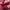 Adidas Streetwear Casual Sneakers Wanita white red photo 2