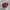 Adidas Streetwear Casual Sneakers Pria red photo 1