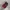 Adidas Streetwear Casual Sneakers Pria red photo 3