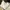 FINDKAPOOR Minimalist Casual Shoulder Bag Wanita White Black