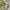 Dickies Streetwear Casual pants Pria tan khaki photo 3