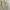 Dickies Streetwear Casual pants Pria tan khaki photo 1
