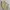 Dickies Streetwear Casual Pants Pria Tan Khaki