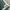 Dickies Streetwear Skater Casual pants Pria green photo 5
