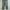Dickies Streetwear Skater Casual pants Pria green photo 2
