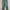Dickies Streetwear Skater Casual Pants Pria Green