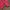 This is April Cosplay Casual Fleece Pria red pink photo 3