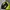 Mizuno Sportswear Jersey Pria green black photo 1