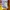 Pancoat Luxury Pria yellow photo 4