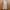 Adidas Streetwear Sportswear Sweatpants & Joggers Pria cream photo 2