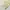 WHO.A.U Casual Formal shirt Pria cream photo 3