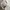 Balenciaga Minimalist Muslim Formal shirt Pria multicolor photo 3