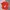 Adidas Sportswear Jersey Pria red photo 1