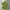 Daks Sportswear Polo shirt Pria green photo 2
