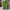 Daks Sportswear Polo Shirt Pria Green