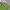 Daks Sportswear Polo shirt Pria green photo 5