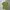 Daks Sportswear Polo shirt Pria green photo 3