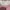 Mezzo Piano Coquette Casual Cardigan Wanita pink photo 4