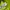 Mizuno Sportswear Jersey Pria yellow photo 6