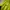 Mizuno Sportswear Jersey Pria yellow photo 4