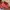 Vintage Leather jacket Pria red photo 3