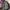 L.L.Bean Gorpcore Trench coat Pria purple photo 4