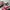 Onitsuka Tiger Casual Sneakers Wanita white pink photo 2