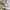 Adidas Sportswear Jersey Pria gold cream photo 8