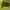 Stussy Sportswear Pria yellow photo 1