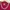 Sportswear Casual Jersey Pria burgundy photo 5