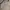 Burberry Vintage Luxury Parka Pria tan khaki photo 5