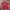 Adidas Vintage Casual T-shirt Pria red photo 1