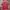 Adidas Vintage Casual T-shirt Pria Red