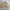 Crocodile Vintage Casual Harrington jacket Pria tan cream photo 5